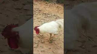 வேற வேலையே இல்ல#tamil #funny #song #music #youtubeshorts #trending #shortvideo #shorts
