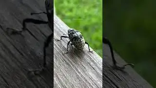Weevil Insect Walking #macro #insect #weevil #nature #beautiful #backyard #garden #walking HA85952