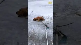 loyal dog risks his life to save the ball