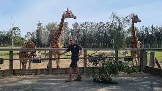 Keeper Feeding Giraffes at Mogo Wildlife Park