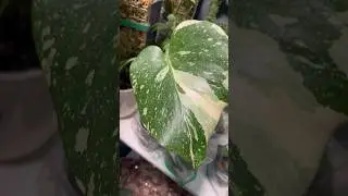 Monstera Thai Constellation #thaicon #monstera #rarehouseplants #variegatedmonstera #plantlover