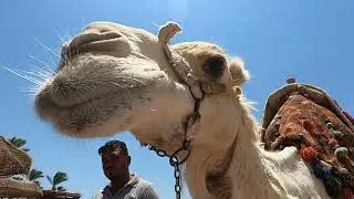 Sentido Palm Royale Hurghada Egypt, Casanova on the beach eating a orange...please like  subscribe