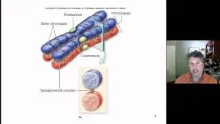 Cinelecture 69 - Evolution of Sexual Dimorphism, Introduction to Meiosis
