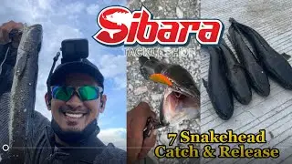7 snakehead | Cangkek Jagero |Shimano Nasci 1000 | Eastern Hunter Hydra | Banana  Lure