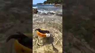 mr crab 