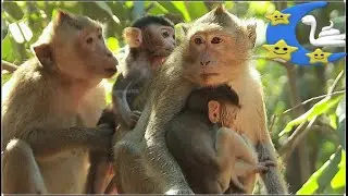 collect cute baby animal mix long tail monkey