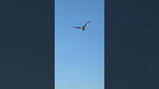Bird enjoying freedom #birdflying #birdflight