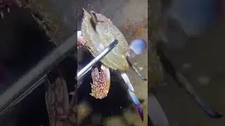 #fishinglife #spearfishing #fishingfrontier #sealife