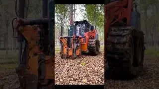 Giant Tree Transport: Amazing Heavy Equipment and Techniques