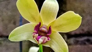 Live anggrek Dendrobium dan cattleya