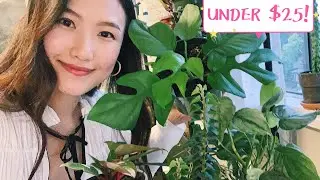 Rare plants unboxing & September Plant Haul!