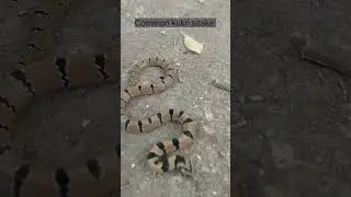 #kukrisnake#snake#snakeshorts