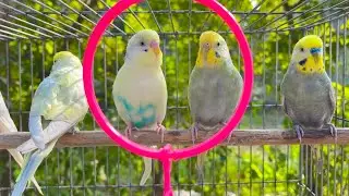 8 Hours of Budgie Best Friends - Mango and Chutney - Singing and Talking Sounds