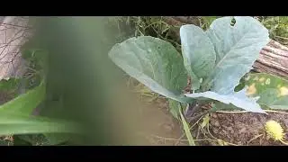 Mostrando o tempo de chuva 