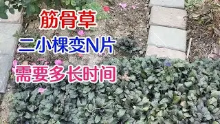 种了多年的地被植物盘点：筋骨草、芝樱、美女樱