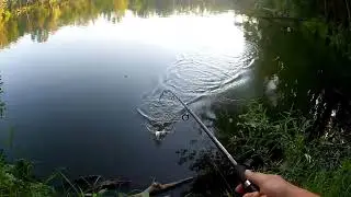 White Crappie, One popped off the hook, and a big snapping turtle!!