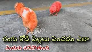 రంగు కోడి పిల్లలు పెంచడం ఎలా 🐥 colour chicks growth