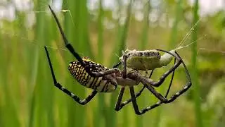 The spider is starting to stipulate🦗🕸🕷