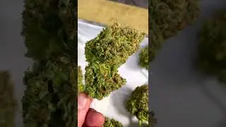 Bubblegum Auto 🫧 Fast Buds bullbulator420