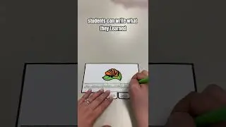 Ladybug Life Cycle Flipbook