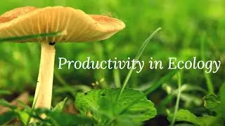 What is Productivity in Ecology?