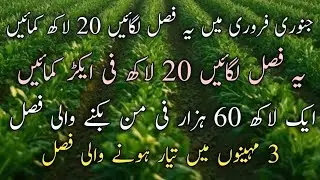 یہ فصل لگائیں 20 لاکھ کمائیں ،جنوری فروری میں یہ فصل لگائیں 20 لاکھ یقینی کمائیں 