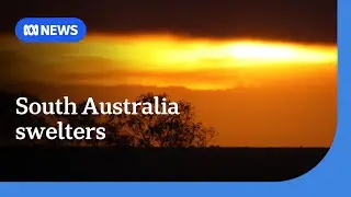 South Australia braces for extreme fire danger on second day of Ashes series | ABC NEWS