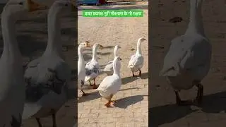 #shorts #trending #cow #duck #song #virdavan #viral