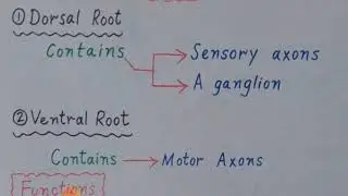 Spinal Cord (English)