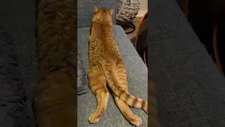 loaf mode: extended edition😂🐾