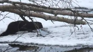 Rovdjur 1B