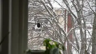 Eurasian Magpie