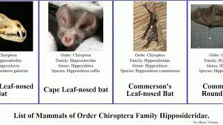 Mammals of Order Chiroptera Family Hipposideridae bat leaf-nosed Hipposideros Aselliscus Asellia
