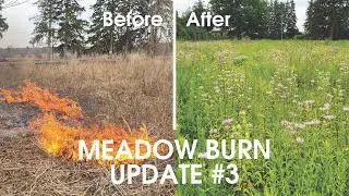 Quiet Nature - Meadow Burn Update #3