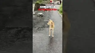 Kullu Near Bhoothnath Bridge📍#road #flood #update #kullu #youtube #shorts