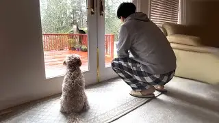My Dog Tries to Scare Off Deers But They Are Not Too Worried 🤣