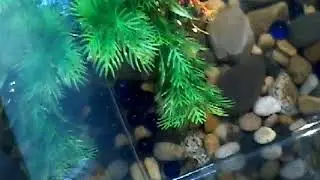 My New Turtle: Murtle :D