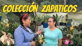 Colección de ZAPATICOS | Paphiopedilum | Jardines del Huila-Colombia.