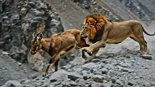 Brave Markhor Mother Saves Her Baby from Lion | Incredible Wildlife Moment
