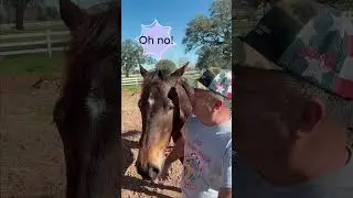 Saddle up for a Rodeo Dad Joke with Streaker! #horse #comedy #dadjokes