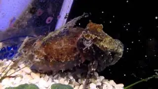 Dwarf Cuttlefish - Sepia Bandensis