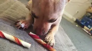 Dog chewing #asmr #doglife #puppy #chiweenie 
