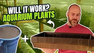 Unconventional Gardening: Using Recycled Shrimp Substrate to Grow Aquatic Plants Above Water