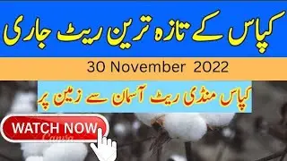 30 Nov 22 Kapas Rate | Today Cotton Price In Punjab Galla Mandi | Cotton Rate Today | Kapas Ka Rate