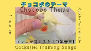 Chocobo Theme 【1 hour】Whistle Cover for Cockatiel Training