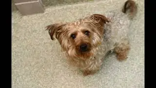 Companion Animal Alliance, in need of kennel space, urges public to foster pets