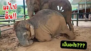 นาโนกลิ้ง 🐘ดิ้นๆ ทำไม