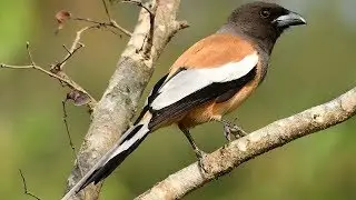 Rufos Treepie Bird Dendrocitta Vagabunda Calling in Loud Sound|Rufos Treepie Singing