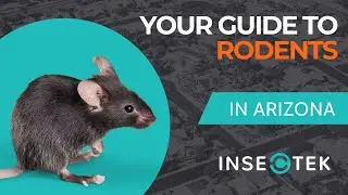 Your Guide to Rodent Pest Control in Phoenix, AZ