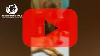 The Morning Paws 🐾😂: Epic Dog Fails & Wins Compilation 🏆🐶